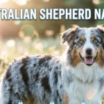 Australian Shepherd Names