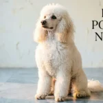 Poodle Names​