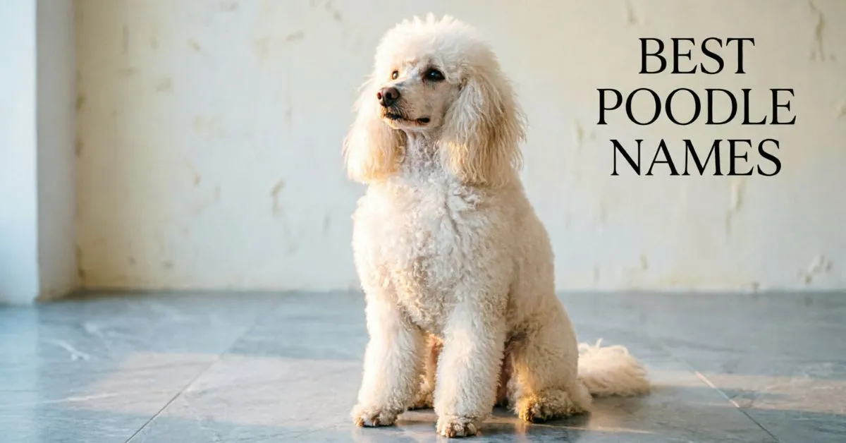 Poodle Names​