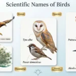 Scientific Name For Birds​